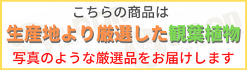 ���������ɥ쥢 ��������ƫ��ȭ�ʥ����ɥ쥢���ߥ������ѥǥ������˿͵� ���տ�ʪ �緿 �ڿ��̸��������