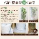 ���������ɥ쥢 ��������ƫ��ȭ�ʥ����ɥ쥢���ߥ������ѥǥ������˿͵� ���տ�ʪ �緿 �ڿ��̸��������