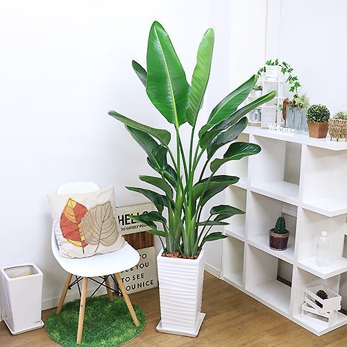 �ڿ��̸���������緿 ���ȥ����� ���������� ���ʥ��������ۥ磻��ƫ��ȭ 3����Ω 10�極���� �緿 �⤵��150cm〜160cm����