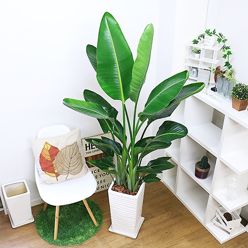 �ڿ��̸���������緿 ���ȥ����� ���������� ���ʥ��������ۥ磻��ƫ��ȭ 3����Ω 10�極���� �緿 �⤵��150cm〜160cm����