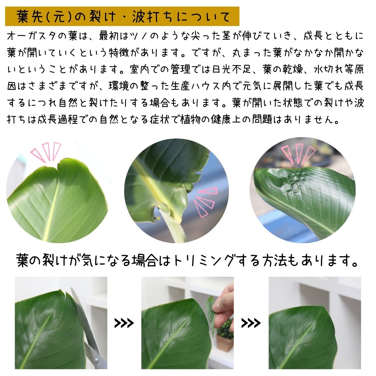 ���ȥ����� ���������� ����ƫ��ȭ ��Ω �⤵��150cm 10�極���� �緿 Strelitzia nicolai �����˳�Ļ�֡ڿ��̸��������