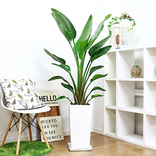 ���ȥ����� ���������� ����ƫ��ȭ ��Ω �⤵��150cm 10�極���� �緿 Strelitzia nicolai �����˳�Ļ�֡ڿ��̸��������