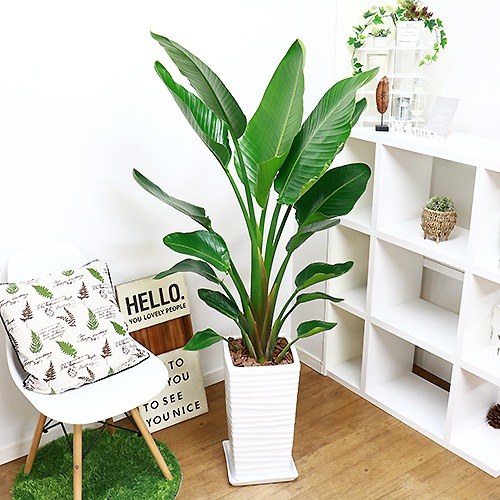 ���ȥ����� ���������� ����ƫ��ȭ ��Ω �⤵��150cm 10�極���� �緿 Strelitzia nicolai �����˳�Ļ�֡ڿ��̸��������