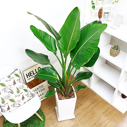 ���ȥ����� ���������� ����ƫ��ȭ ��Ω �⤵��150cm 10�極���� �緿 Strelitzia nicolai �����˳�Ļ�֡ڿ��̸��������