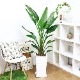 ���ȥ����� ���������� ����ƫ��ȭ ��Ω �⤵��150cm 10�極���� �緿 Strelitzia nicolai �����˳�Ļ�֡ڿ��̸��������