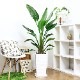 ���ȥ����� ���������� ����ƫ��ȭ ��Ω �⤵��150cm 10�極���� �緿 Strelitzia nicolai �����˳�Ļ�֡ڿ��̸��������
