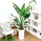 ���ȥ����� ���������� ����ƫ��ȭ ��Ω �⤵��150cm 10�極���� �緿 Strelitzia nicolai �����˳�Ļ�֡ڿ��̸��������