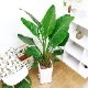 ���ȥ����� ���������� ����ƫ��ȭ ��Ω �⤵��150cm 10�極���� �緿 Strelitzia nicolai �����˳�Ļ�֡ڿ��̸��������