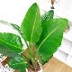 ���ȥ����� ���������� ����ƫ��ȭ ��Ω �⤵��150cm 10�極���� �緿 Strelitzia nicolai �����˳�Ļ�֡ڿ��̸��������