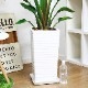 ���ȥ����� ���������� ����ƫ��ȭ ��Ω �⤵��150cm 10�極���� �緿 Strelitzia nicolai �����˳�Ļ�֡ڿ��̸��������