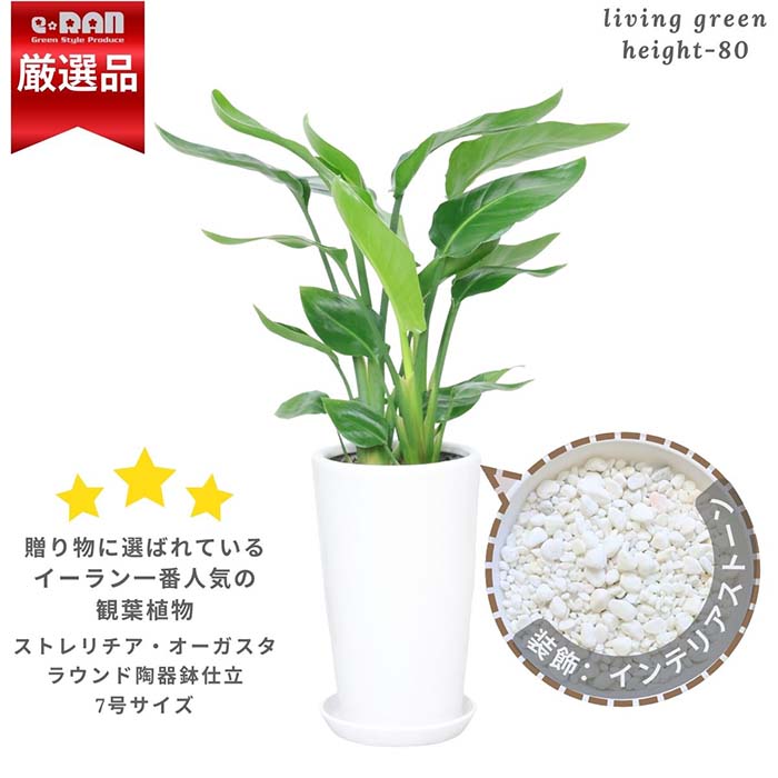 ���ȥ����� ���������� 3����Ω �饦���ƫ��ȭ �� ������ �⤵��80cm���� 7�極���� ����ƥꥢ���ȡ����դ��ڿ��̸��������