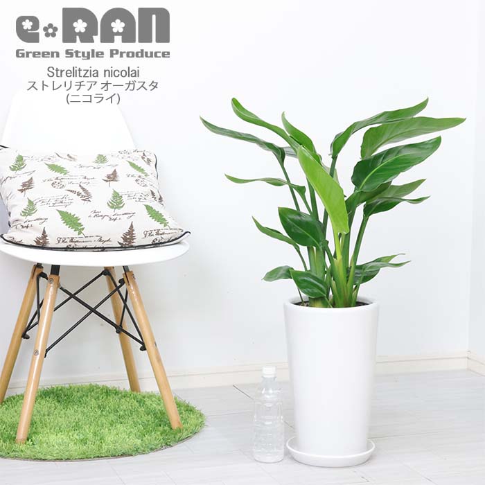 ���ȥ����� ���������� 3����Ω �饦���ƫ��ȭ �� ������ �⤵��80cm���� 7�極���� ����ƥꥢ���ȡ����դ��ڿ��̸��������