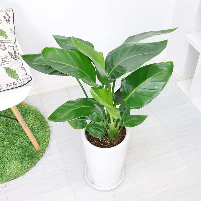 ���ȥ����� ���������� 3����Ω �饦���ƫ��ȭ �� ������ �⤵��80cm���� 7�極���� ����ƥꥢ���ȡ����դ��ڿ��̸��������