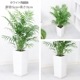 ڿ̸ۿ͵ տʪ 䥷 ơ֥䥷 ⤵7080cm ٤ƫȭ   6極