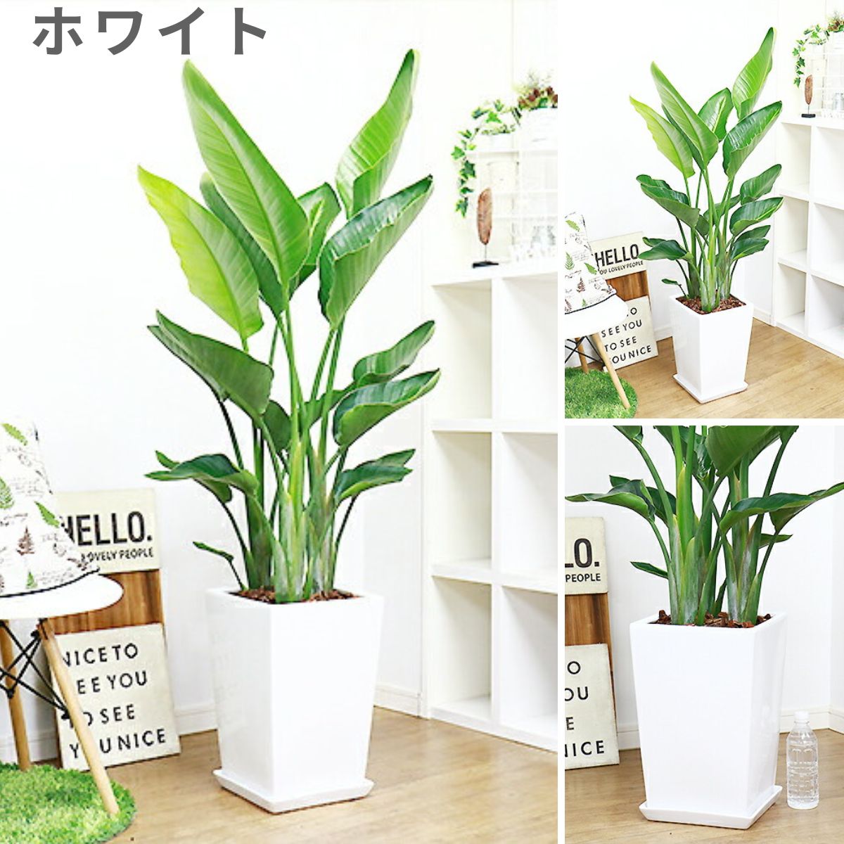 ���ȥ����� ���������� ���٤�ƫ��ȭ �� �� ������ �⤵��150cm�����160cm���� 10�極�����ڿ��̸��������