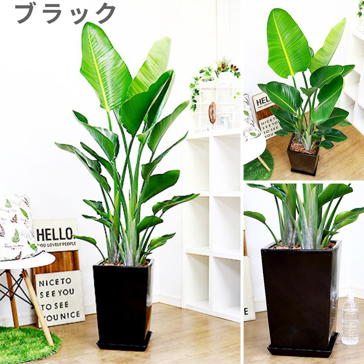 ���ȥ����� ���������� ���٤�ƫ��ȭ �� �� ������ �⤵��150cm�����160cm���� 10�極�����ڿ��̸��������