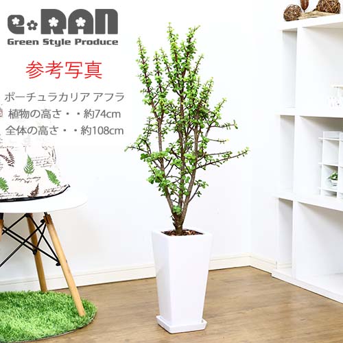 ������������ƫ��ȭ S������ ���٤룲���顼�ڼ������դ� ȭ��ͥå��դ��� ���� �淿 ����ץ� �������ʿ���ȭ  ��Ʊ���Բ�
