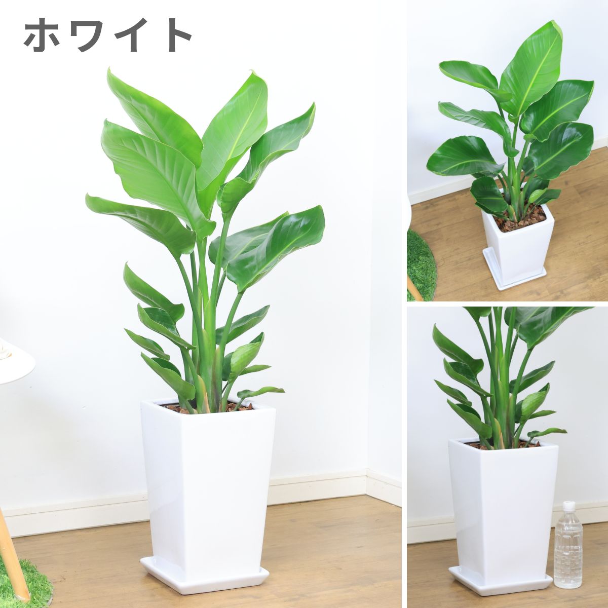 ���տ�ʪ ���ȥ����� ���������� �⤵��100cm���� �������� ƫ��ȭ ���٤�ƫ��ȭ �� �� ������ �淿�ڿ��̸��������