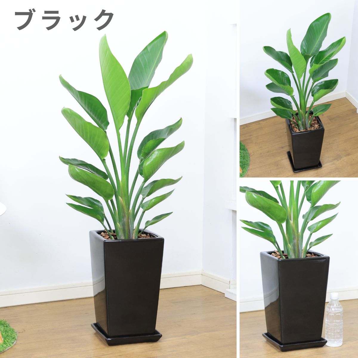 ���տ�ʪ ���ȥ����� ���������� �⤵��100cm���� �������� ƫ��ȭ ���٤�ƫ��ȭ �� �� ������ �淿�ڿ��̸��������