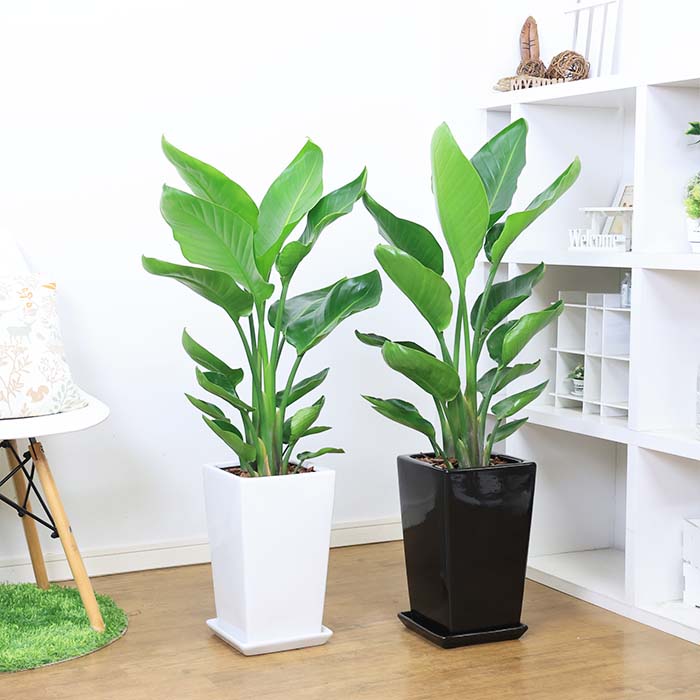 ���տ�ʪ ���ȥ����� ���������� �⤵��100cm���� �������� ƫ��ȭ ���٤�ƫ��ȭ �� �� ������ �淿�ڿ��̸��������