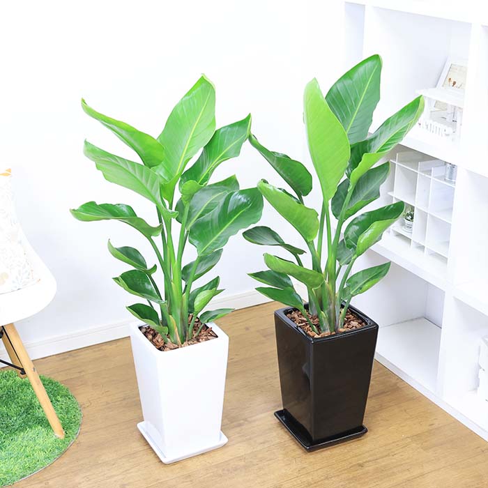 ���տ�ʪ ���ȥ����� ���������� �⤵��100cm���� �������� ƫ��ȭ ���٤�ƫ��ȭ �� �� ������ �淿�ڿ��̸��������