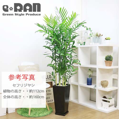 スクエアロング陶器鉢 Lサイズ 選べる2カラー ホワイト ブラック