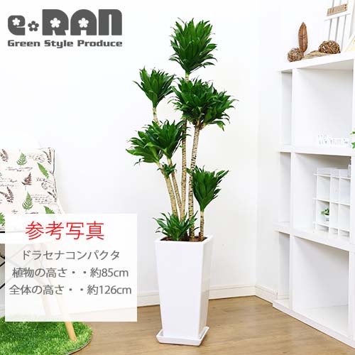 ������������ƫ��ȭ M������ ���٤룲���顼�ڼ������դ� ȭ��ͥå��դ��� �淿 �ץ����� ����ץ� �������ʿ���ȭ ���տ�ʪ�� �� �� ȭ �ѷ� ƫ�� �ꤢ�� ��ȭ �ǥ�����ȭ 7��ȭ 8��ȭ �ĥ䤢�� ȭ���� ����ȭ �ۥ磻�� �֥�å� ������� �����ǥ˥� ��Ʊ���Բ�