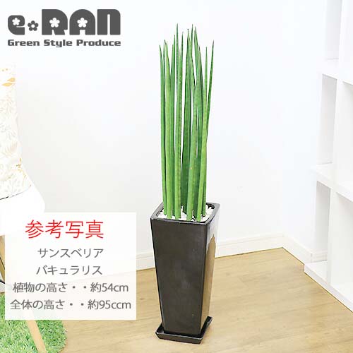 ������������ƫ��ȭ M������ ���٤룲���顼�ڼ������դ� ȭ��ͥå��դ��� �淿 �ץ����� ����ץ� �������ʿ���ȭ ���տ�ʪ�� �� �� ȭ �ѷ� ƫ�� �ꤢ�� ��ȭ �ǥ�����ȭ 7��ȭ 8��ȭ �ĥ䤢�� ȭ���� ����ȭ �ۥ磻�� �֥�å� ������� �����ǥ˥� ��Ʊ���Բ�