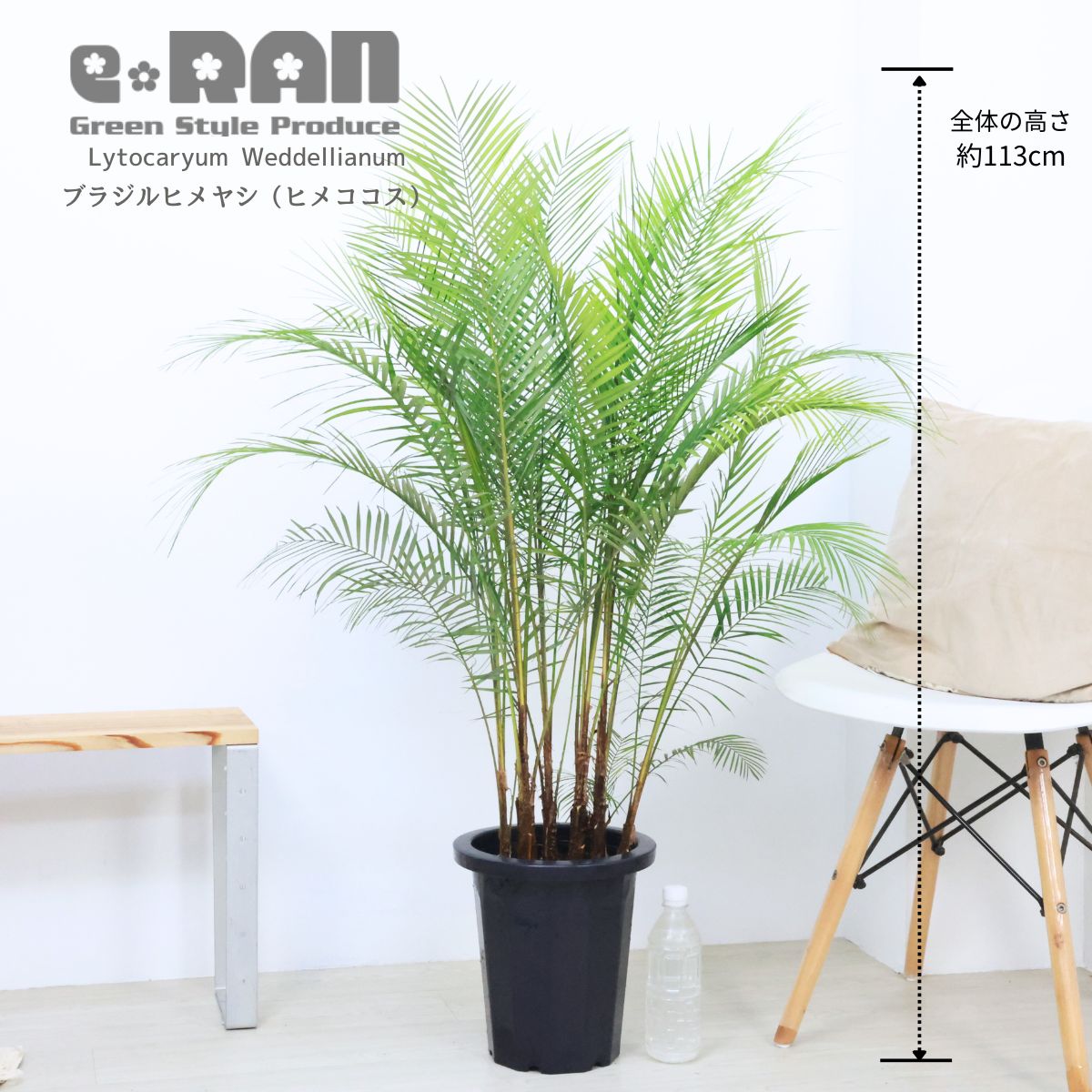 ���տ�ʪ �䥷���� �֥饸��ҥ�䥷�ʥҥᥳ������8��ȭ �⤵113cm ��Ω����Ω�ڸ���ȯ����