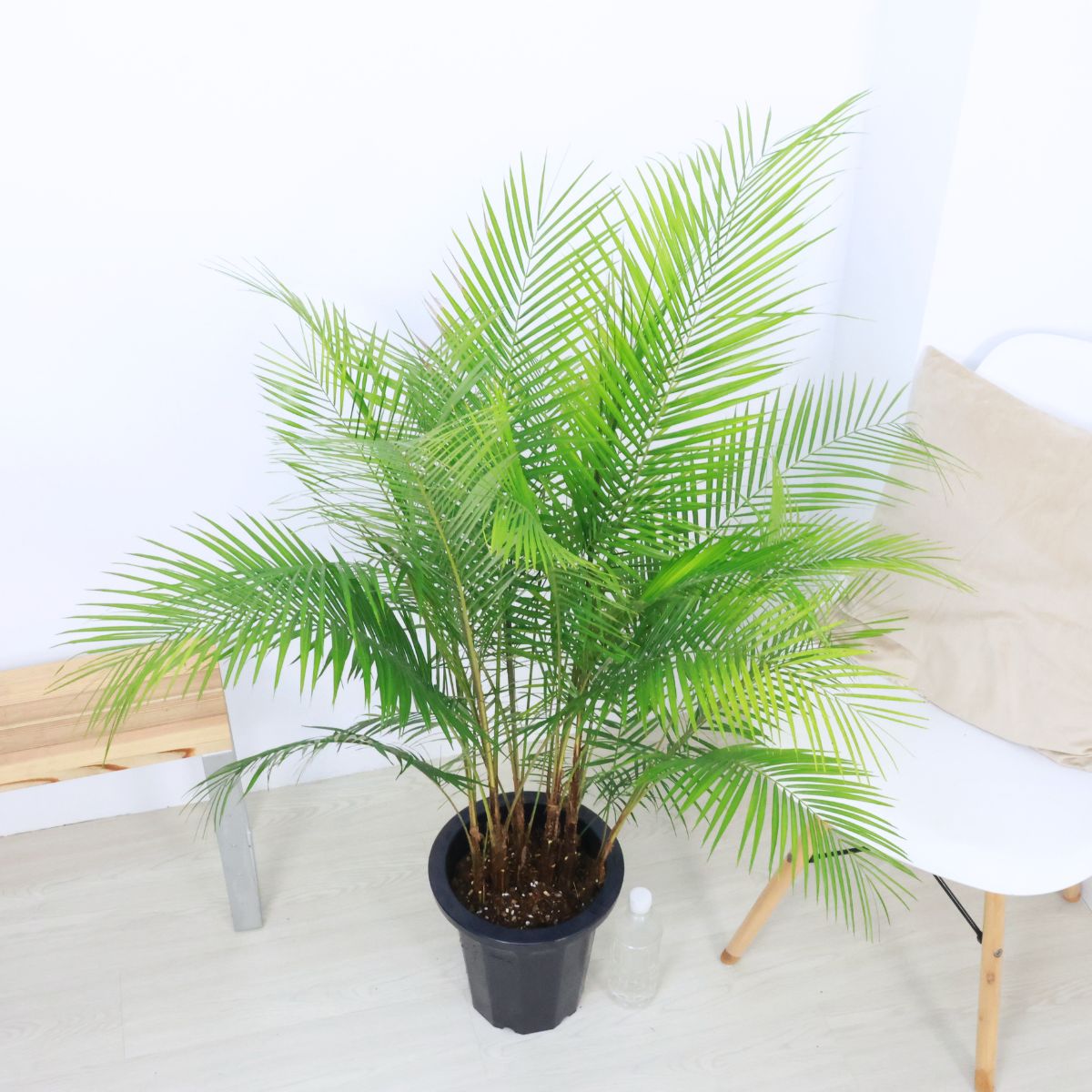 ���տ�ʪ �䥷���� �֥饸��ҥ�䥷�ʥҥᥳ������8��ȭ �⤵113cm ��Ω����Ω�ڸ���ȯ����