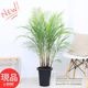 ���տ�ʪ �䥷���� �֥饸��ҥ�䥷�ʥҥᥳ������8��ȭ �⤵113cm ��Ω����Ω�ڸ���ȯ����