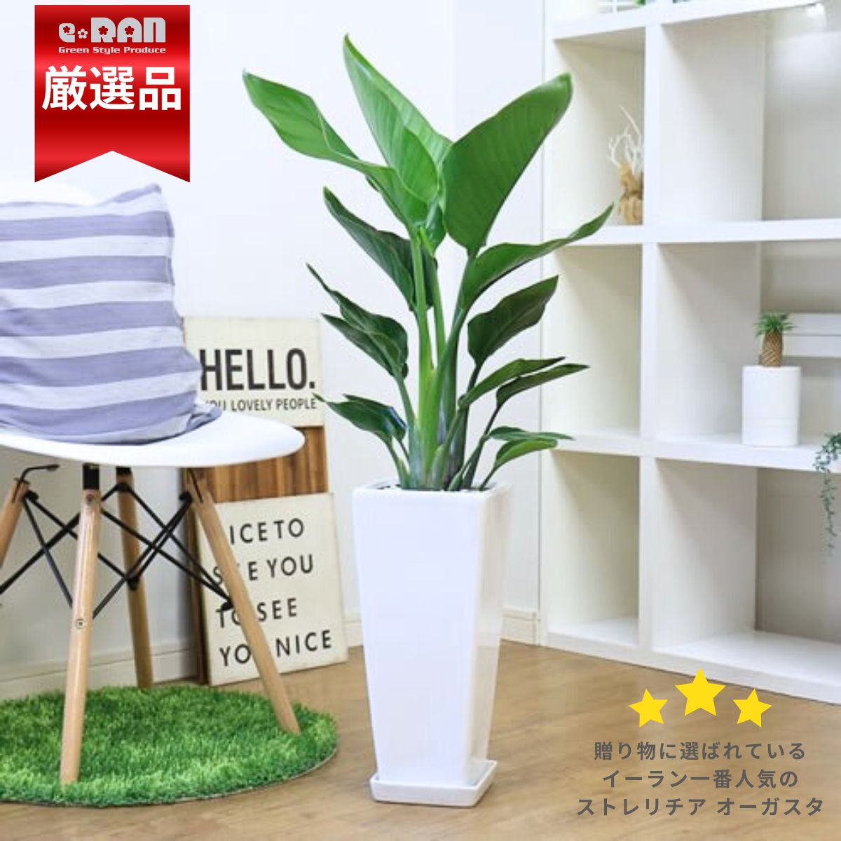 ストレリチア 9株 オレンジ花 中型鉢 約90cm 生花】ストレチア