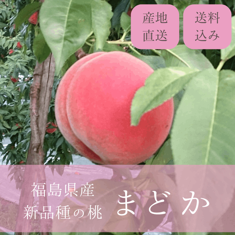 xingさん専用　桃　まどか　ワケあり　大玉　10kg 産地直送/送料無料】<果樹園きつない>橘内さんの桃「まどか」秀