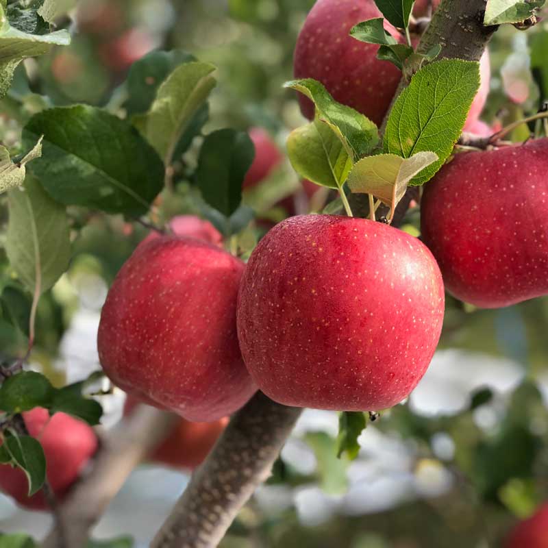 ڻľ/̵<̼भĤʤ>⤵Τ󤴡֥դ׽L3ԡ11ܡϤ