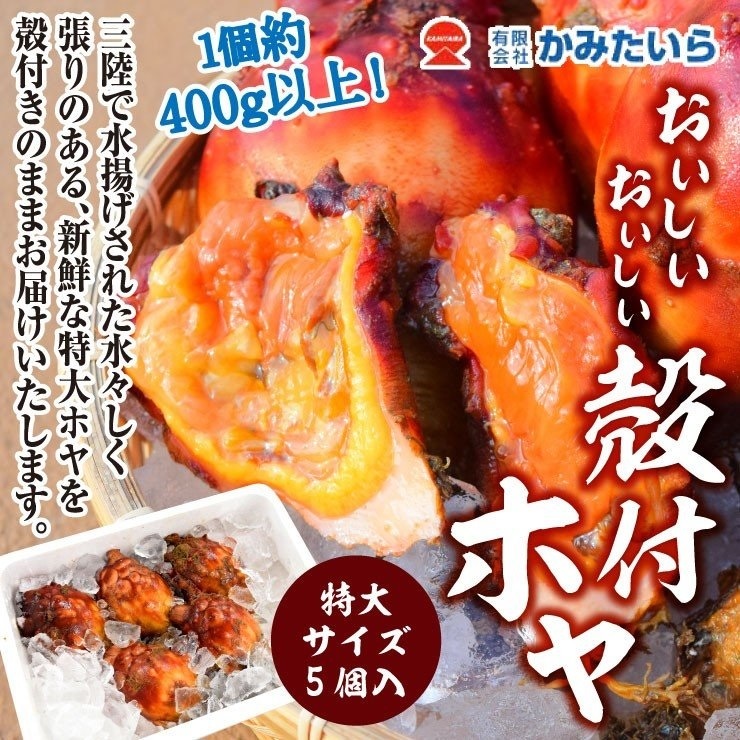 産地直送 送料込 かみたいら 殻付きホヤ 特大サイズ 産直送料込 地域別 宮城県 Sdj アイベックスエアラインズ公式オンラインショップ 産地直送 送料込 かみたいら 殻付きホヤ 特大サイズ 産直送料込 地域別 宮城県 Sdj アイベックスエアラインズ公式オンラインショップ