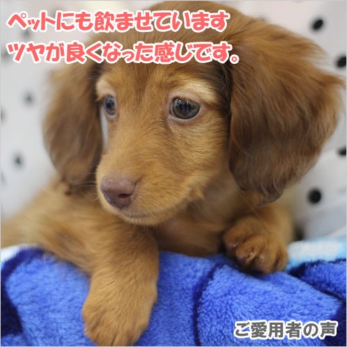 ڤ󤻾ʡۤˤ3̥ץ쥼ȿ()100ml 54ȢåȡʸۡڲSI