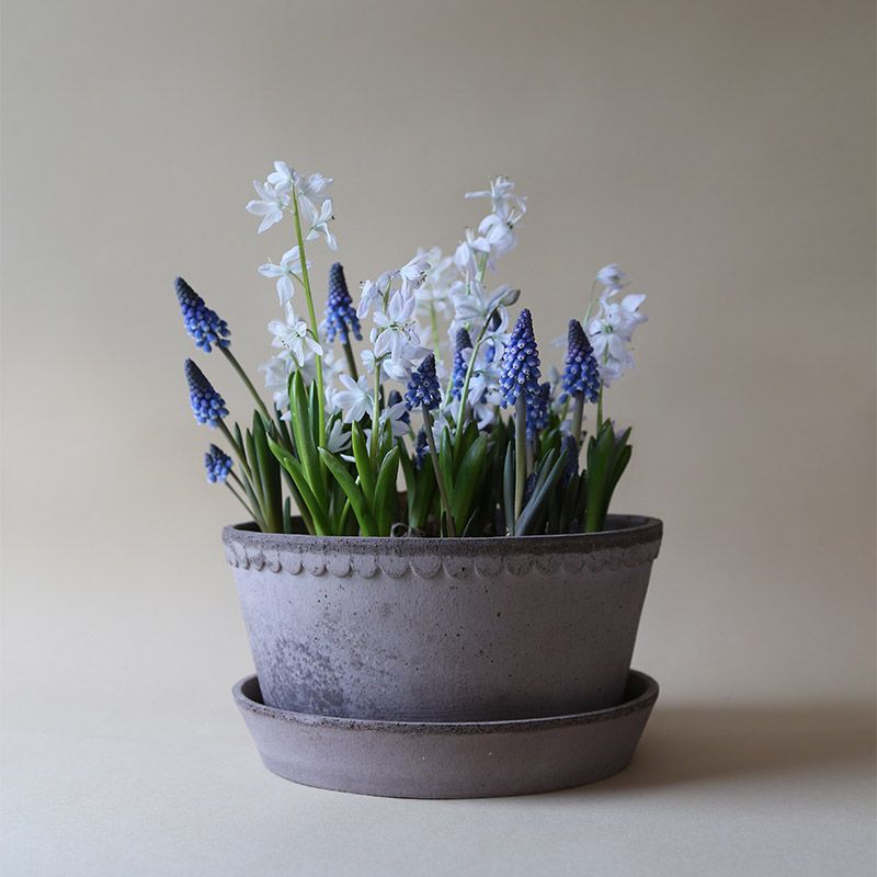 Bergs Potter 植木鉢 Helena グレー φ21cm 低め 受け皿付き 素焼き 北欧 デンマーク