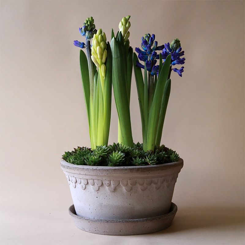 Bergs Potter 植木鉢 Copenhagen グレー φ21cm 低め 受け皿付き 素焼き 北欧 デンマーク