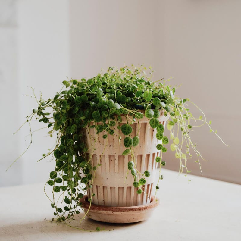 Bergs Potter 植木鉢 Pantheon ナチュラル φ16cm 受け皿付き 素焼き 北欧 デンマーク