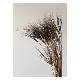 Coco Lapine Design　KAMUT アートプリントポスター 50x70cm　ベルギー／ドイツ|Coco Lapine Design|アートポスター