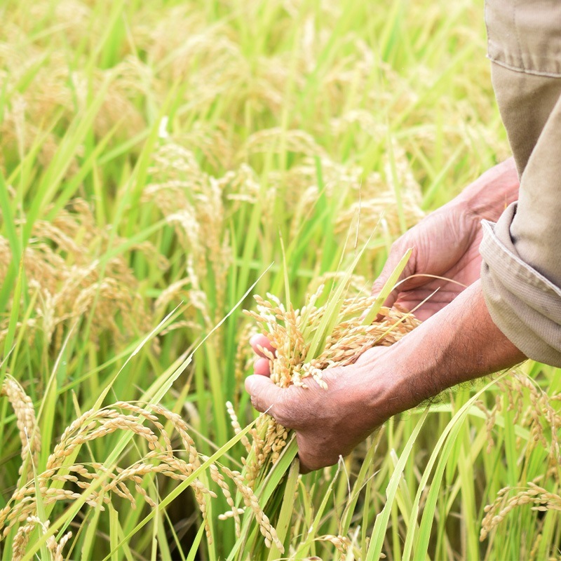 <契約農家>河北農園こしひかり 玄米 5kg <新米>