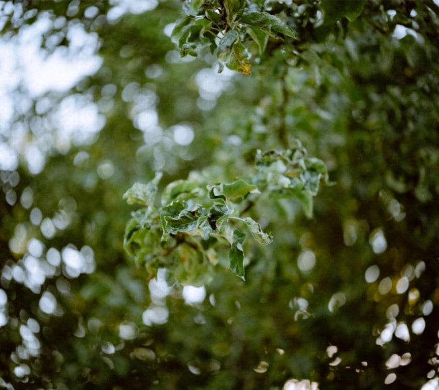 本日限定価格！　Thypoch simera 50mm f1.4 Mマウント Simera 50mm F1.4 M mount