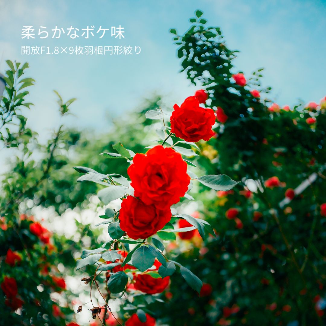 SG-image AF 25mm F1.8 大口径広角レンズ「ニコンZマウント」 | 焦点