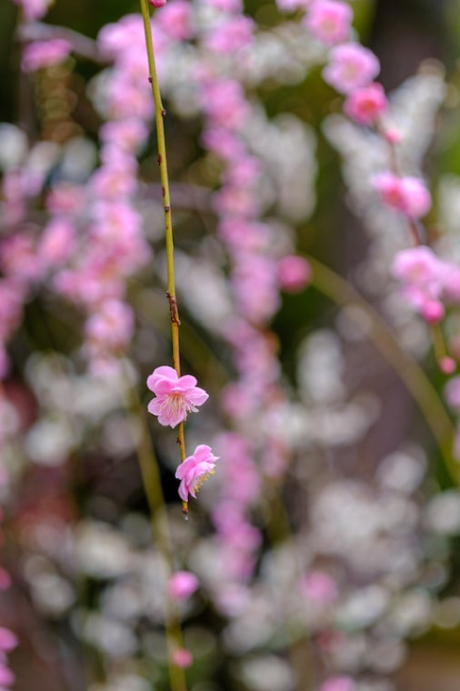 期間限定SALE」Zマウント 銘匠光学 TTArtisan AF 56mm f/1.8 APS-C