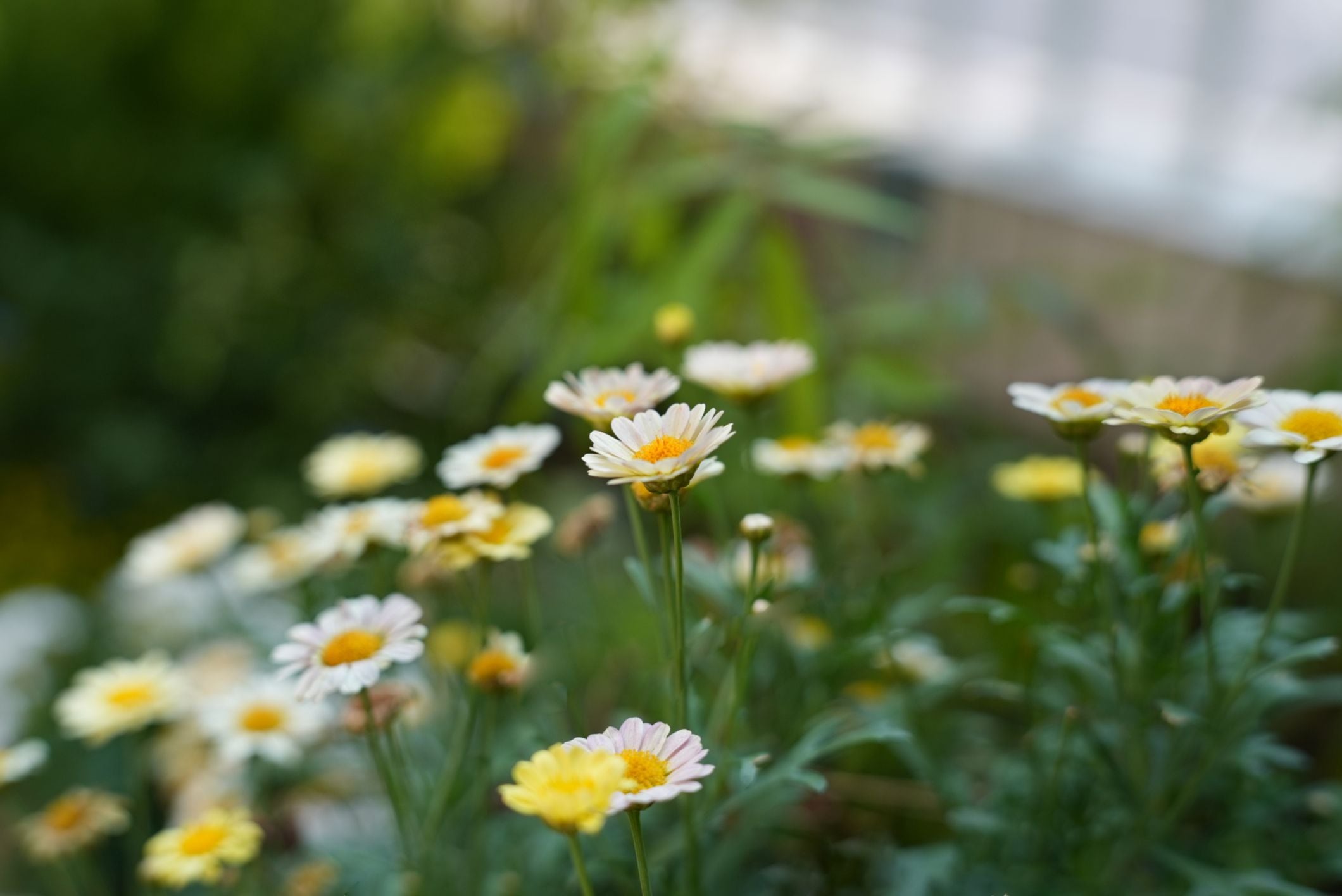 Thypoch Voyager（ボイジャー）AF 24-50mm f/2.8「ソニーE」ズーム