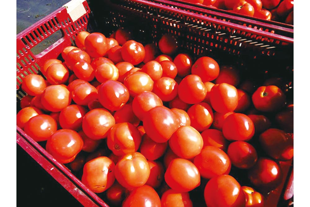 【恵庭市】余湖さん家のトマトジュース　　２０本入り