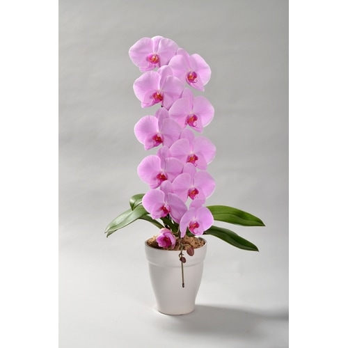 【母の日特別ラッピング】大輪胡蝶蘭 ピンク 1本立ち 10輪以上（つぼみ含む）