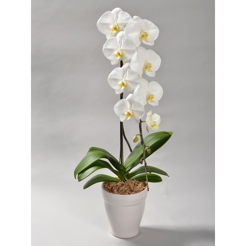 【母の日特別ラッピング】大輪胡蝶蘭 白 1本立ち 10輪以上（つぼみ含む）