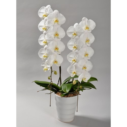 【母の日特別ラッピング】大輪胡蝶蘭 白 2本立ち 20輪以上（つぼみ含む）