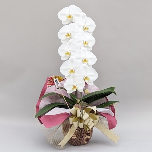 従業員専用【お年賀フラワー】胡蝶蘭 1本立ち 10輪以上（つぼみ含む）お年賀ラッピング付き